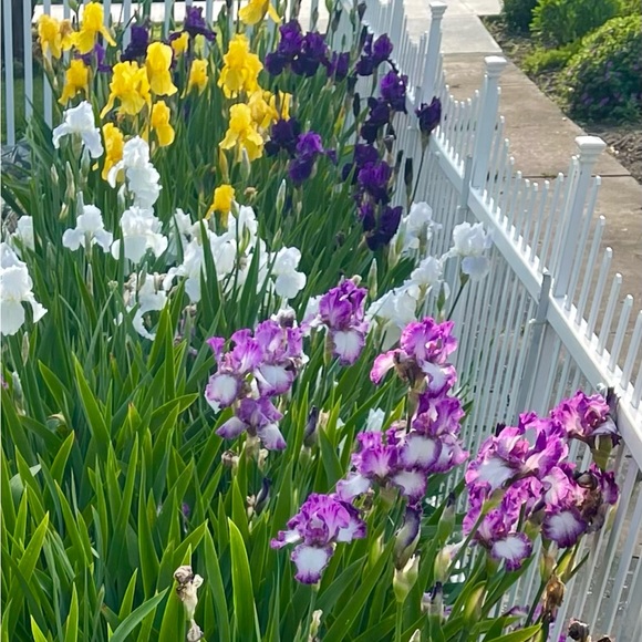 Meet your Posher, Tonya - Picture 5 of 11